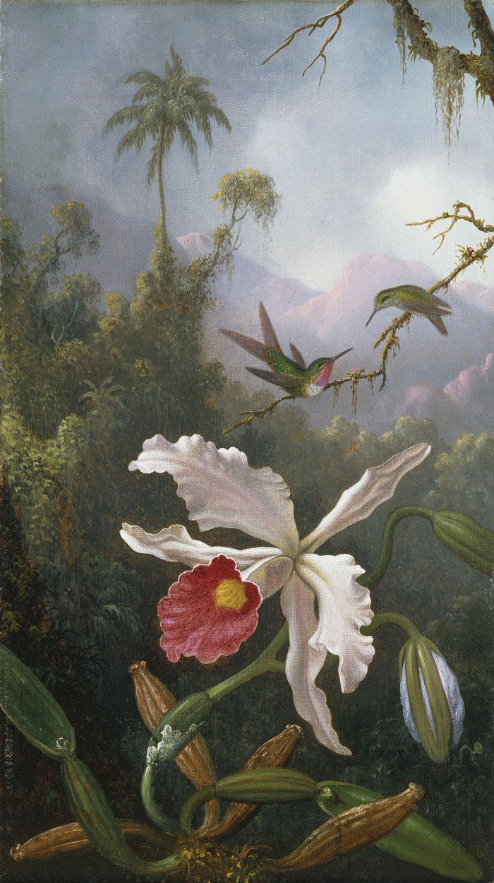 Two Hummingbirds Above a White Orchid