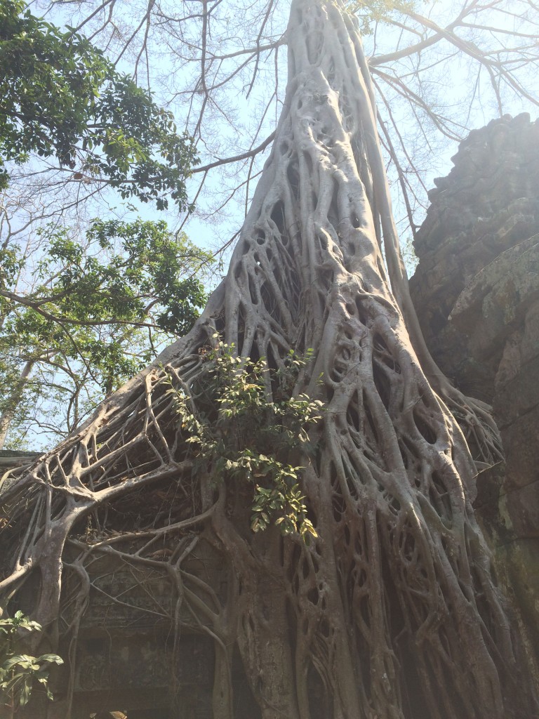 Cambodia's Ta Prohm temple, a perfect symbiotic relationship of nature and human creation. This is also where "Tomb Raider" was filmed.