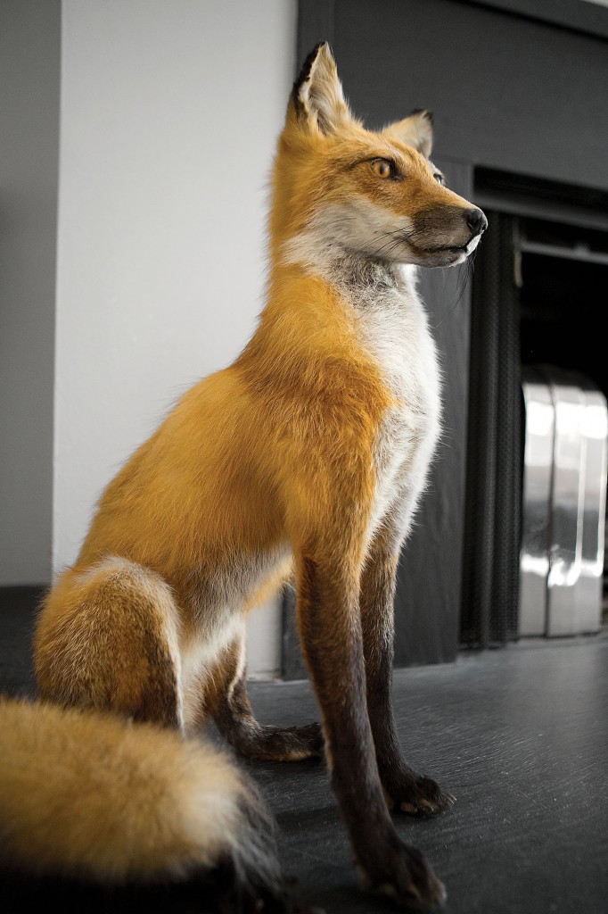 A sly stuffed red fox surveys the combined living and dining room.