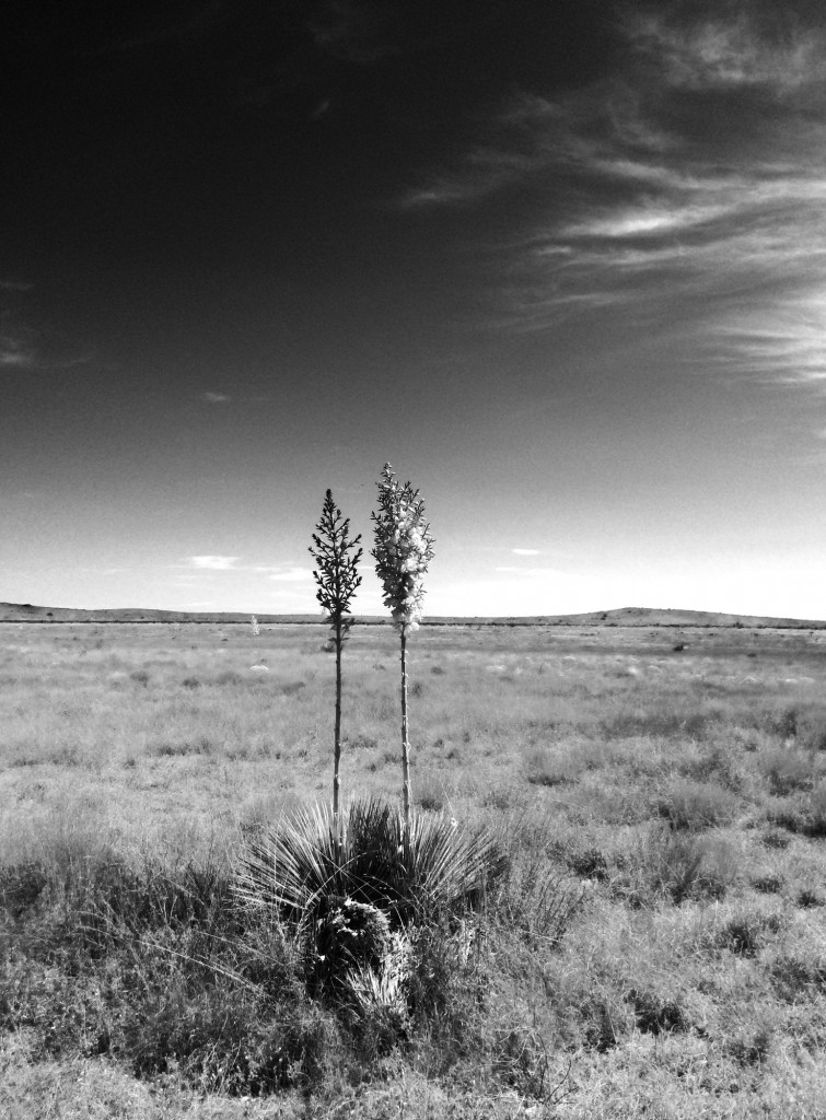 The yuccas plants were some of my favorites in the area, and I learned that their root extract is often used in shampoos and soaps. 