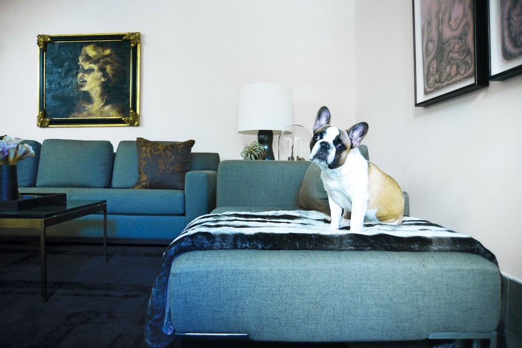 McFarlain’s French bulldog, Boudreaux, sits on a Zanotta
chaise longue.