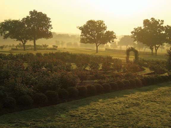 The rose garden is a popular spot for wedding ceremonies and intimate events.
