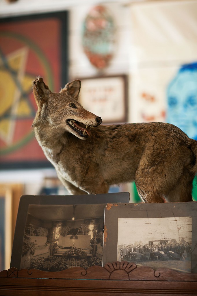 A taxidermy coyote mingles with vintage funeral photos.