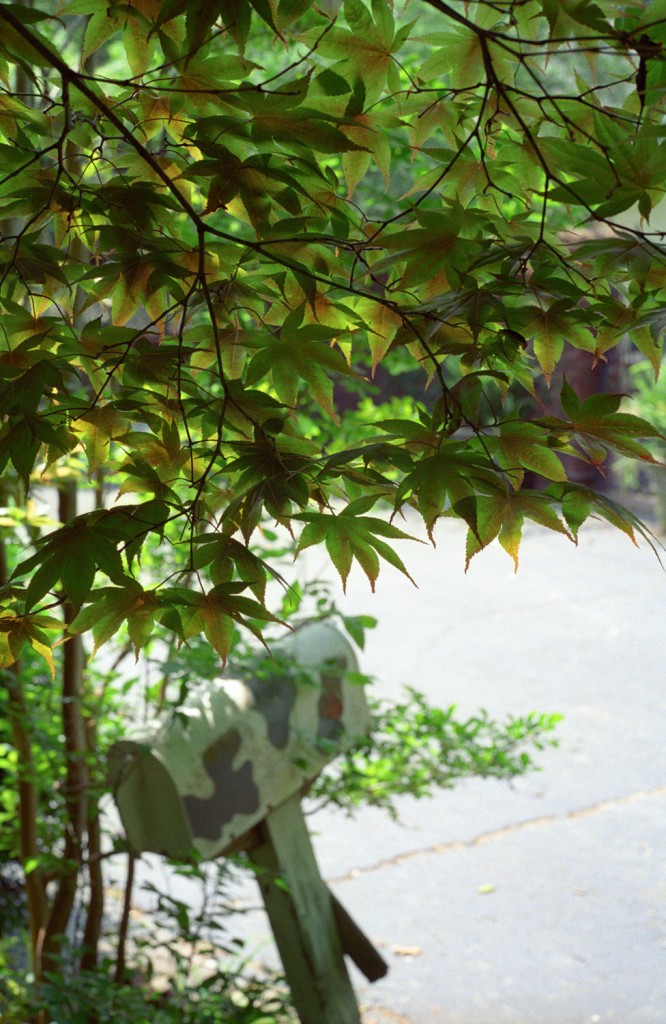 One can almost feel the humidity in Akin's image of a ramshackle mailbox amidst lush foliage. 
