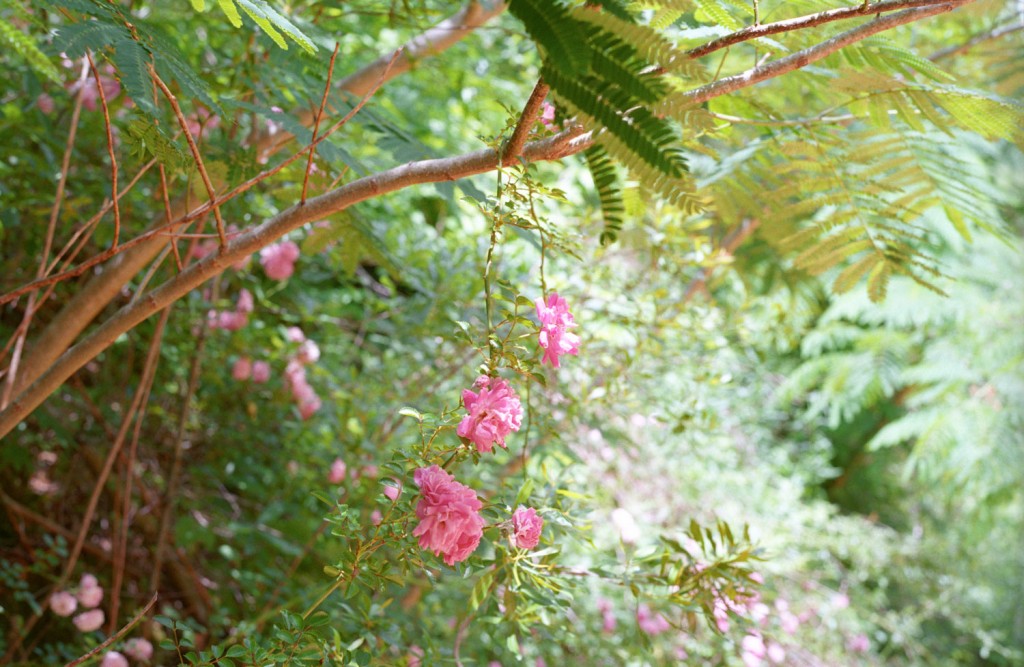 Akin's eye also veered to the lyrical, then with this image snapped at Clary Hill Road, Talladega National Forest, Alabama.