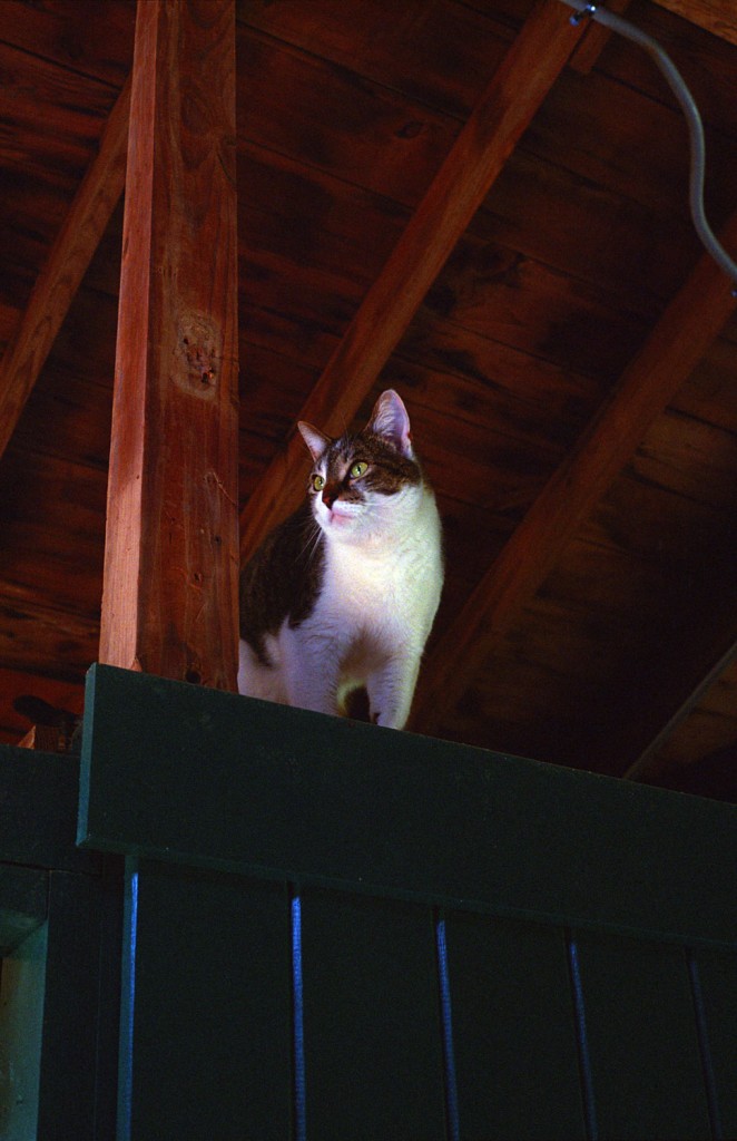 A feline perches in the interior of a barn in Germantown, Tennessee, a destination from Akin's 2014 road trip.