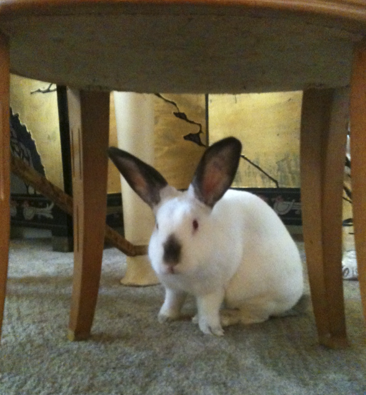 Fluffy was rescued from Freed Park in Spring Branch by neighbor Shirley Daymen, and now lives in the Heights thanks to artist Susan Plum and nextdoor.com.