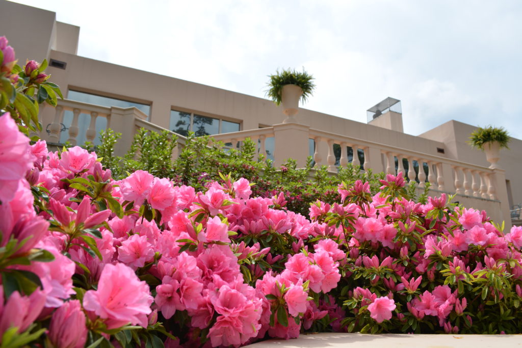 Azalea's bloom at MFAH's Rienzi. 