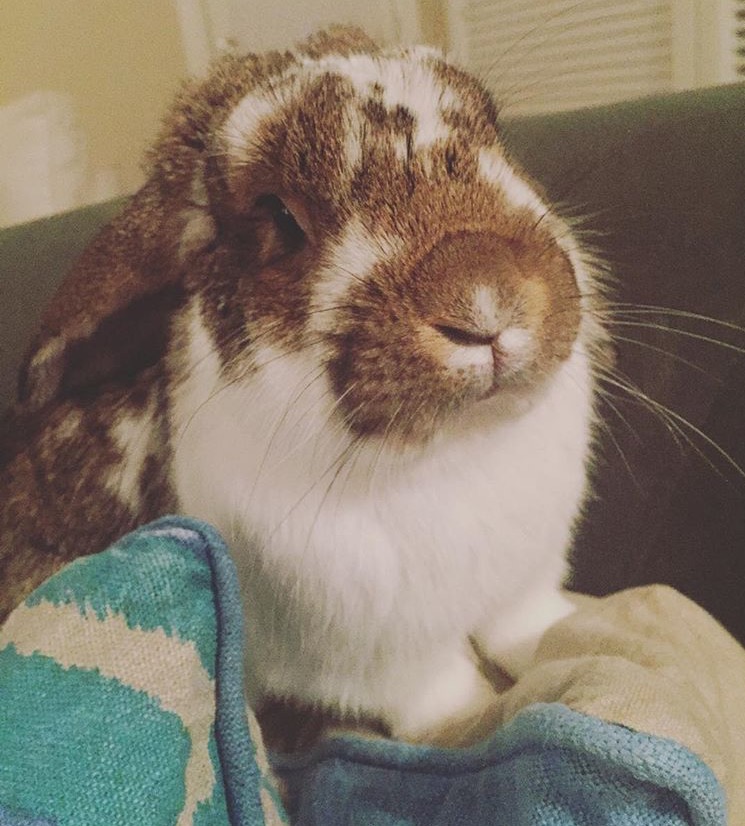 Wrigley, named after Chicago’s Wrigley Field, belongs to PaperCity staffer Farrell Lawo.