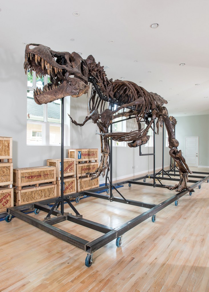 Roosevelt is his name, and he's a T. rex, about 67 million years old.