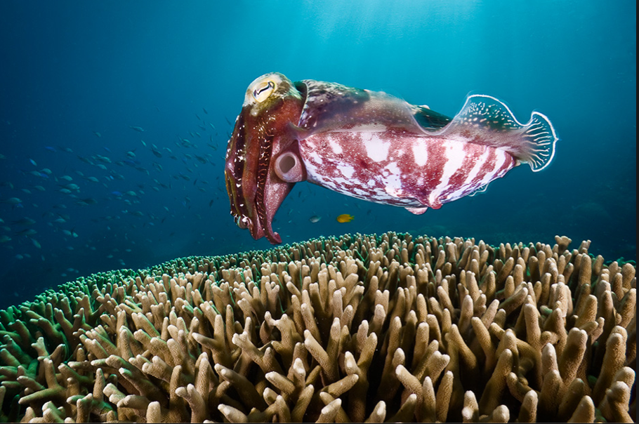 National Geographic photog David Doubilet's "A Cuttlefish Pauses over a Field of Coral Looking for a Place to Deposit Eggs, Great Barrier Reef, Australia," 2009, at Spring Street Studios (Courtesy the artist and FotoFest)