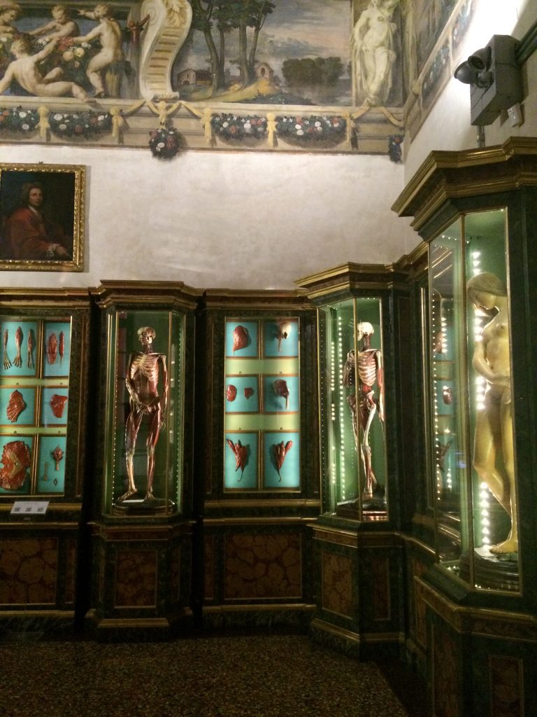 Display of wax body parts juxtaposed with Baroque ceiling friezes at Museo de Palazzo Poggi.