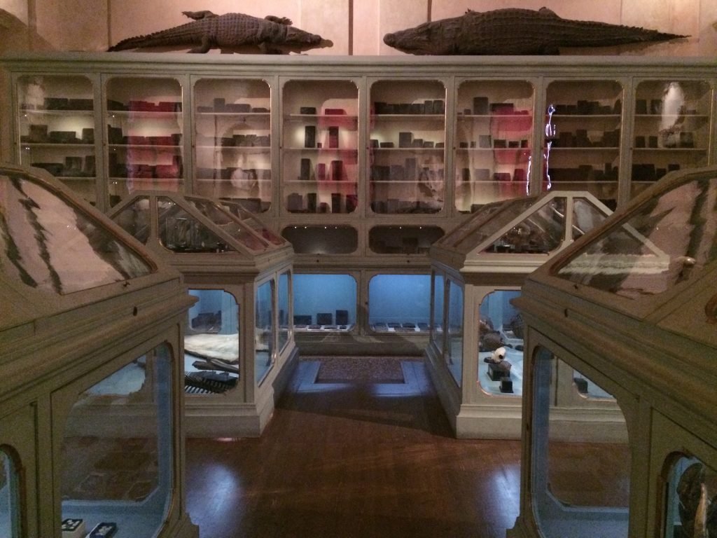 Cabinets of curiousities at Museo de Palazzo Poggi.