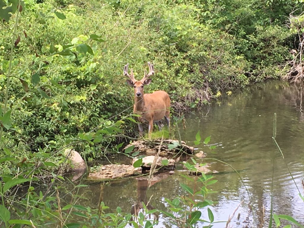 Deer sighting at the renowned Matthaei Botanical Gardens.