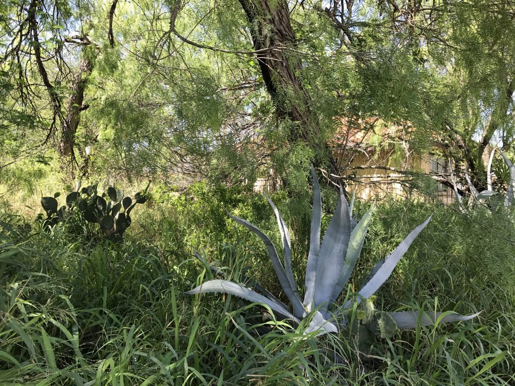 A lazy afternoon of sunshine and cactus leaves in the San Ygnacio landscape.