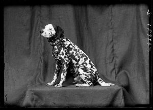 Helen Altman’s “Spotted Dog,” 2017, at Moody Gallery