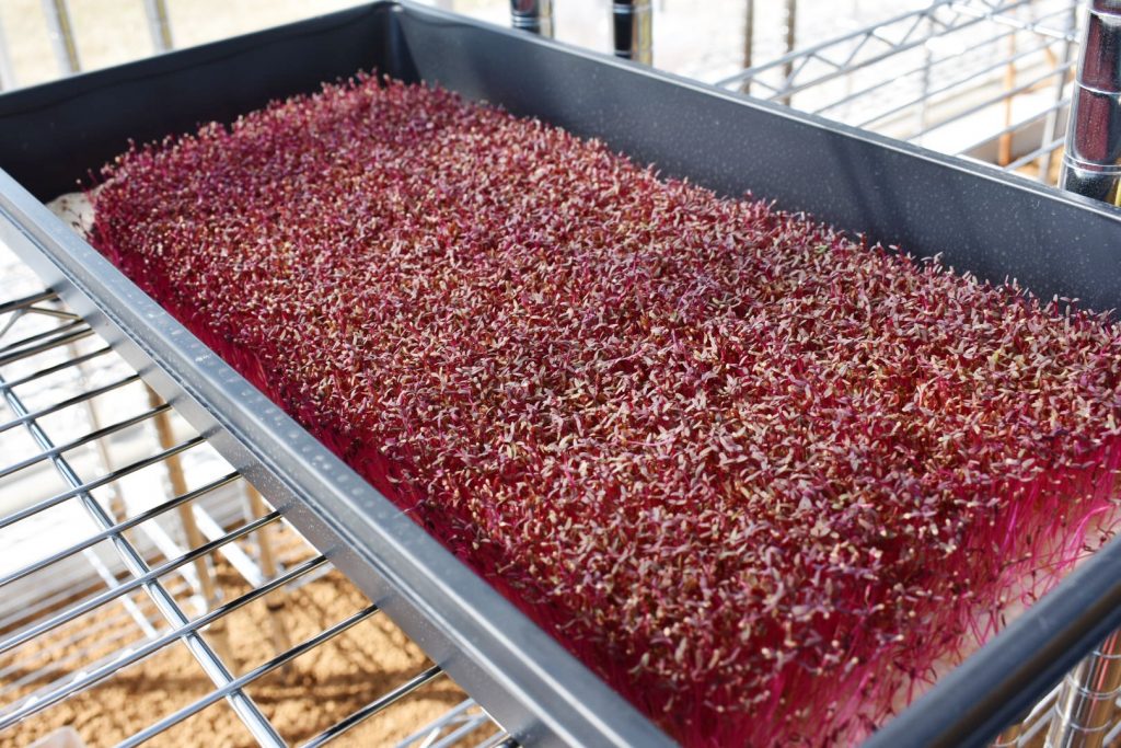 Red garnet micro amaranth grows in the greenhouse. (Photo by Manny Rodriguez)