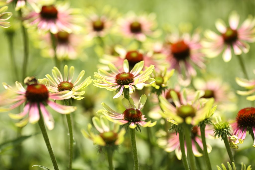 A close-up of Farmacy's Echinacea GreenEnvy™