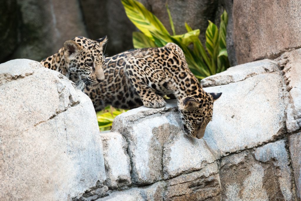 Houston Zoo four-month old jaguars.