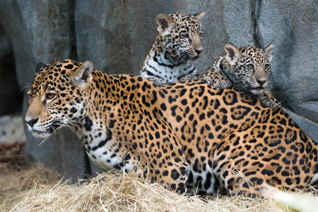 Houston Zoo four-month old jaguars.