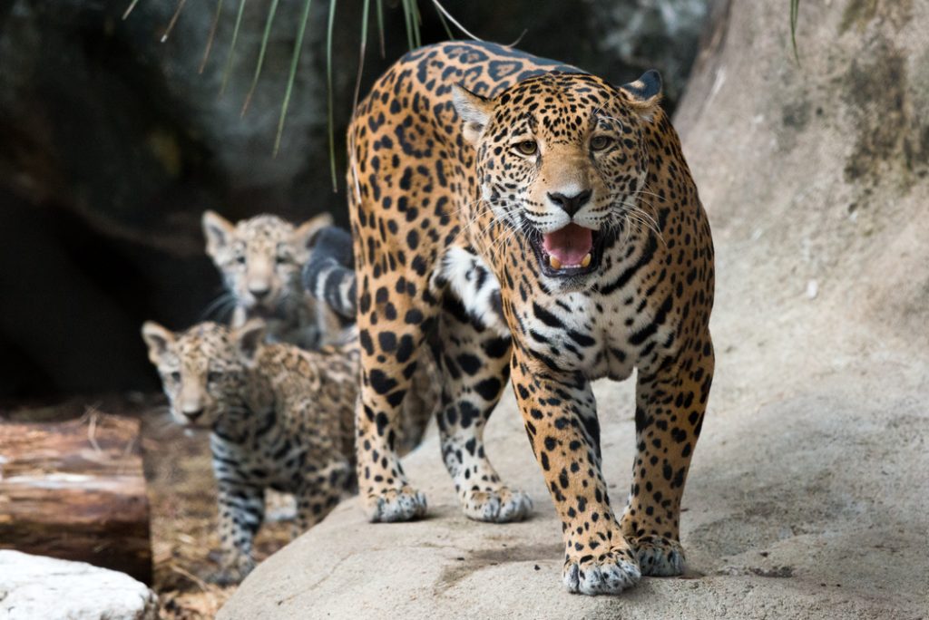 Houston Zoo four-month old jaguars.