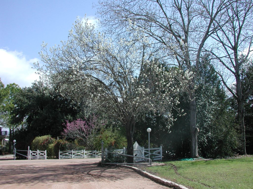 Round Top Festival Institute 
