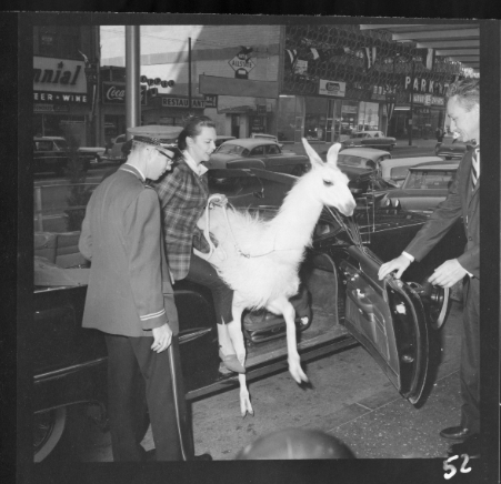 Llinda Llee wrote the book on stepping out in style 