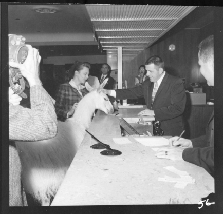 Llinda Llee checks in to her suite