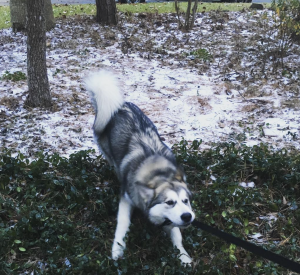 Icepocalypse @s14sweetie04