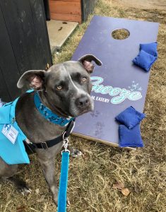 Snooze friends for life dog