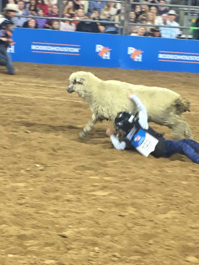 This Mutton Buster almost made it. 