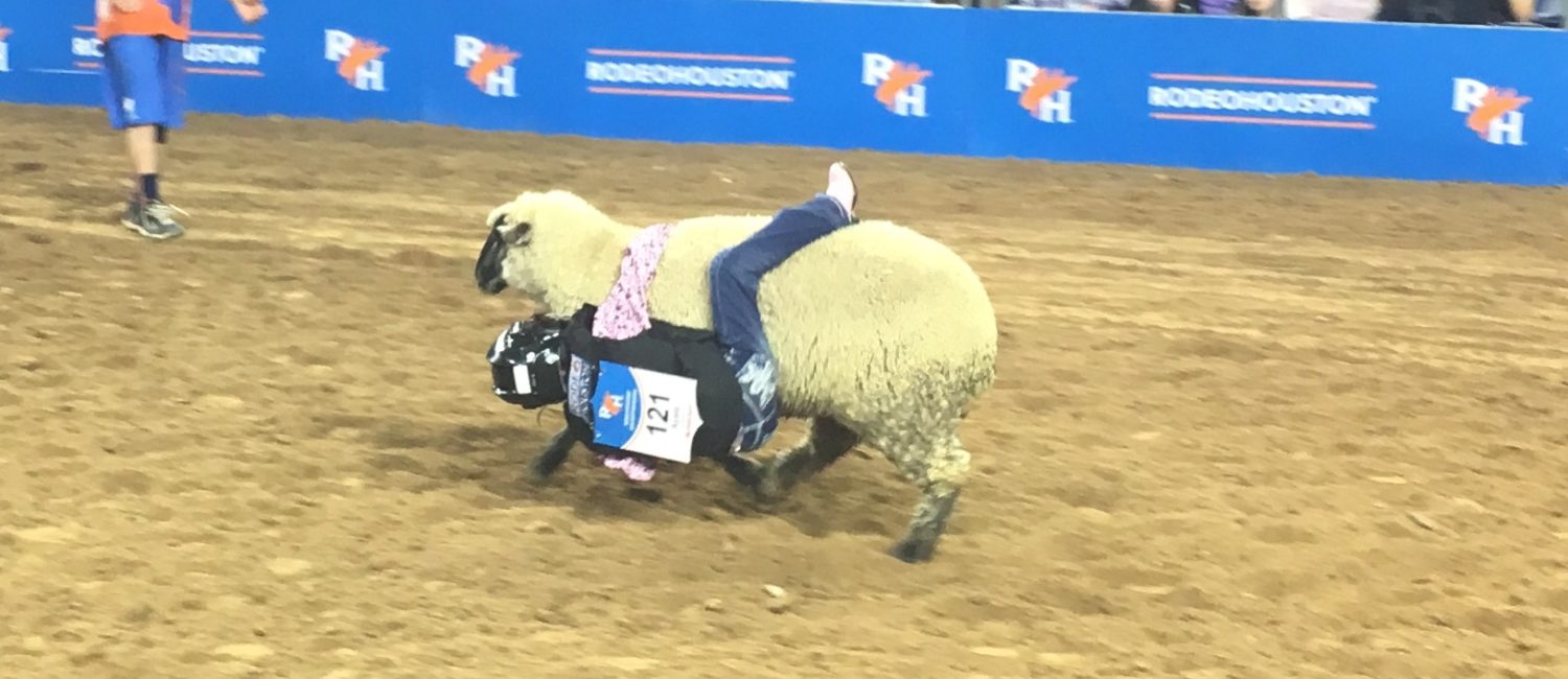 Mutton Bustin 7