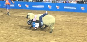 Mutton Bustin 7