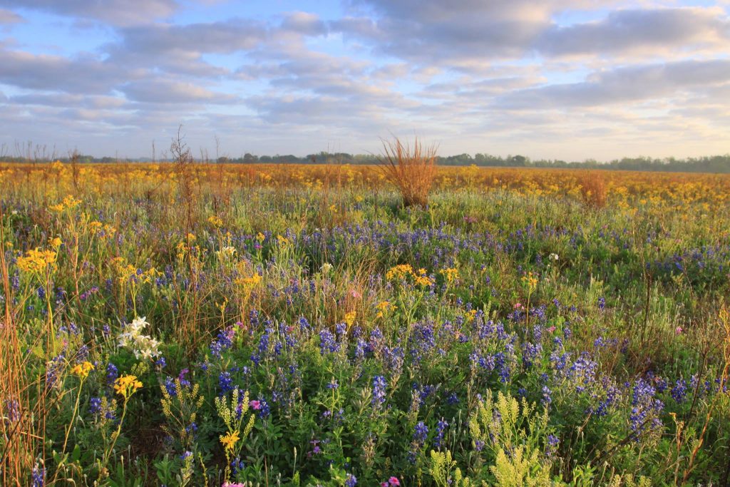 Wildflowers stretch out as far as the eye can see at Attwater Prairie Chicken Refuge. 