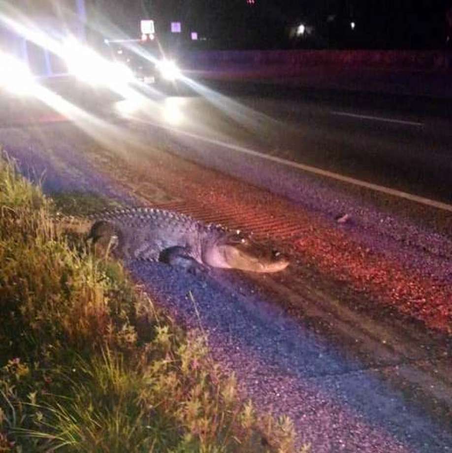 Cowboy Chance Ward tied down the gator and took him back to his farm. 