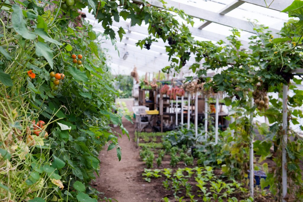 Ballymaloe House Farm