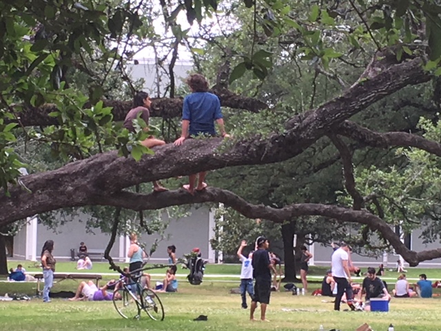 Menil oak tree