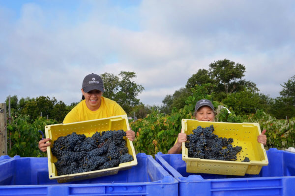 Messina Hof Harvest Festival