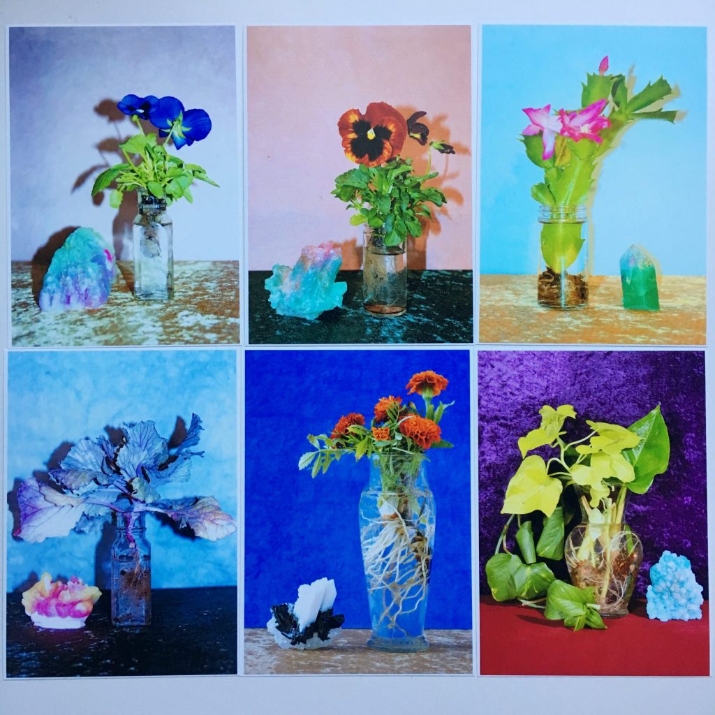 Plant portraits by Shamsy.