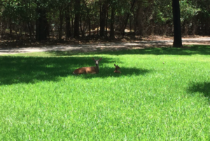 heat wave deer keeping it cool @amymorgan1996