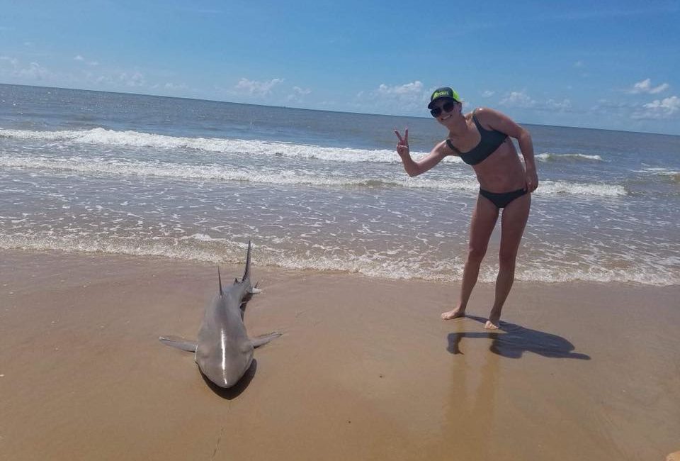 surfside shark