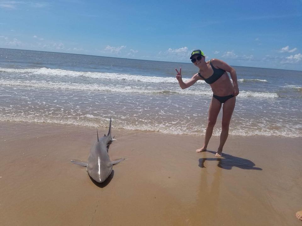 surfside shark