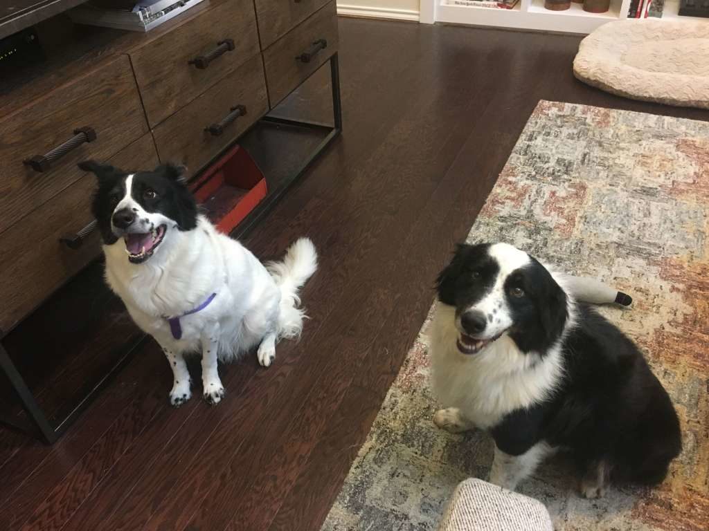 Miller and Thomas already had an Australian Shepherd-Border Collie mix named Dolly. 