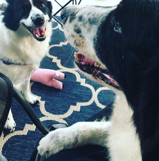 These are two happy pups. --@kennyndolly