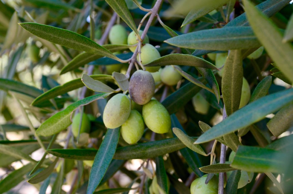 The olives turn purple when they're ready for harvest. 