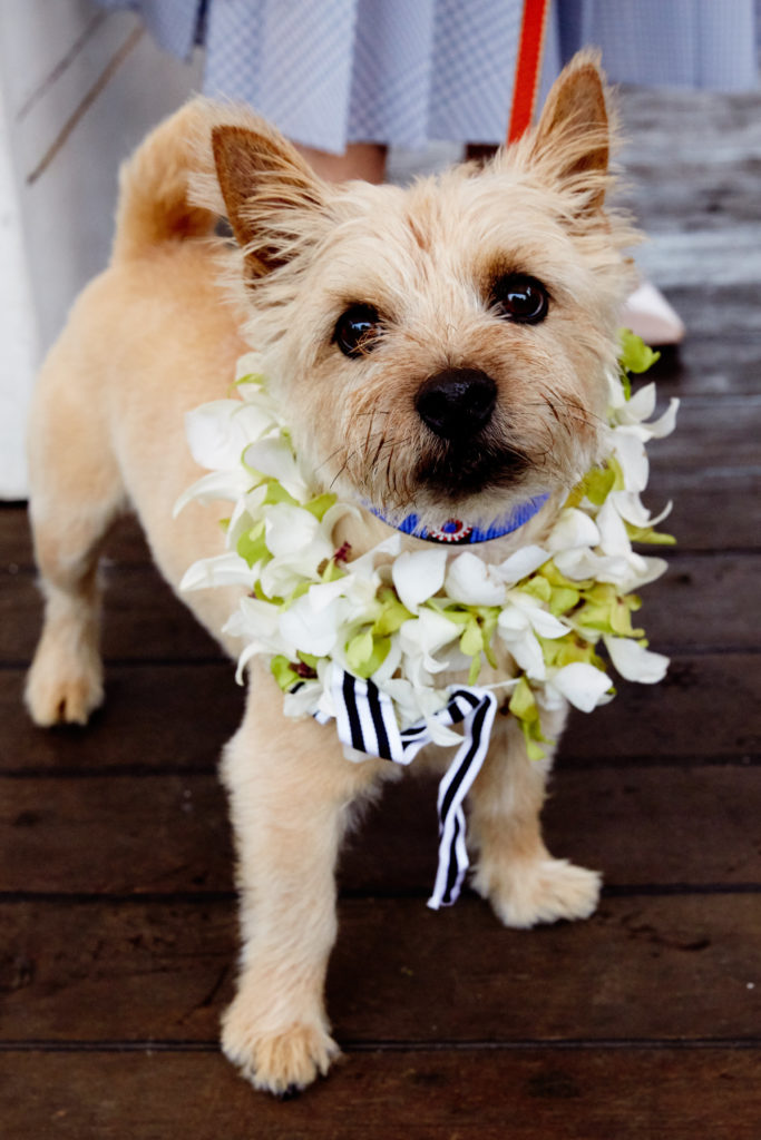 Lela Rose New York Fashion Week spring summer '19 collection