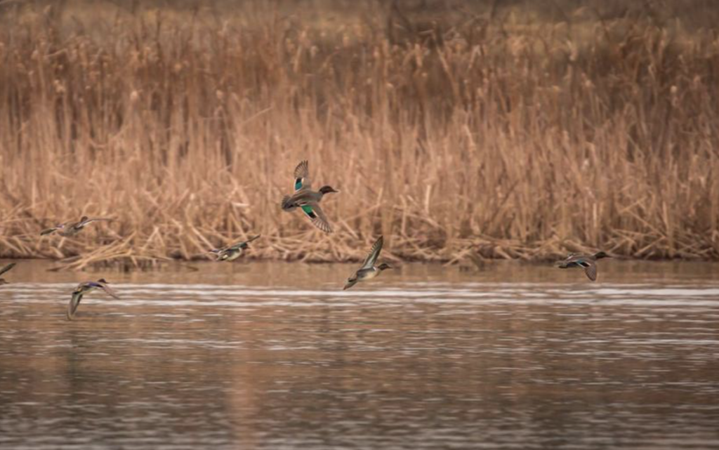 Abundant water fowl includes tons of ducks. 