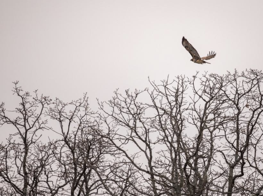 Your patriotism will soar when you see these bald eagles. 