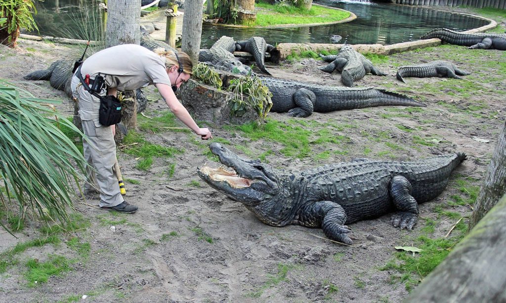 Maybe, a road trip to St. Augustine Alligator Farm is the perfect Thanksgiving.