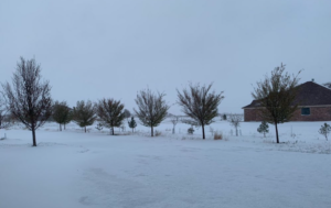 snow @QingwuXue nov 12 bushland